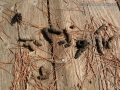 Gray Fox Scat