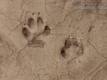 Gray Fox Tracks