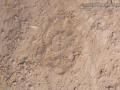 Gray Fox Tracks