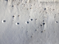 Gray Fox Tracks