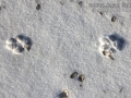 Gray Fox Tracks