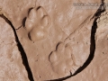 Gray Fox Tracks