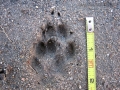 Gray Fox Tracks