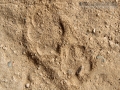 Gray Fox Tracks