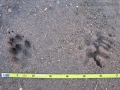 Gray Fox Tracks