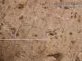 Gray Fox Tracks