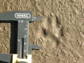 Gray Fox Tracks