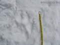 Gray Wolf Tracks