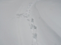Gray Wolf Tracks