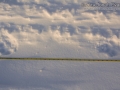 Gray Wolf Tracks