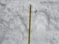 Gray Wolf Tracks