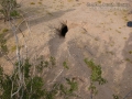 Kit Fox Den