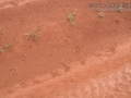 Maned Wolf Tracks