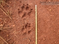 Maned Wolf Tracks