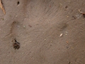 Red Fox Hind Track