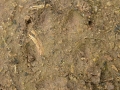 Red Fox Track