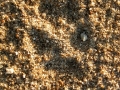Red Fox Track