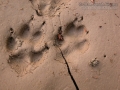 Red Fox Tracks