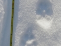 Red Fox Tracks