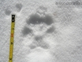Red Fox Track