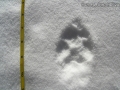 Red Fox Track