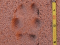 Red Fox Track