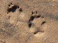 Red Fox Tracks