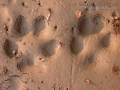 Red Fox Tracks