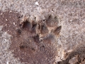 Red Fox Tracks