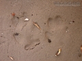Red Fox Tracks