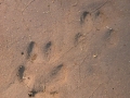 Red Fox Tracks