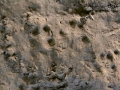 Red Fox Tracks