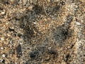 Red Fox Track