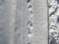 Red Fox Tracks