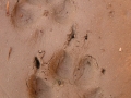 Red Fox Tracks
