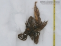 Gray Wolf Scat