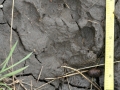 Gray Wolf Track