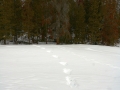 Gray Wolf Tracks