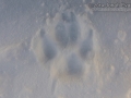 Gray Wolf Track