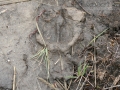Gray Wolf Track