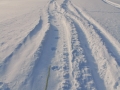 Gray Wolf Tracks