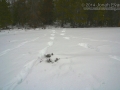 Gray Wolf Tracks