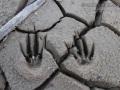 Bobcat Jump Tracks