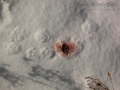 Bobcat Regurgitation