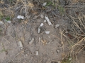 Bobcat Scat