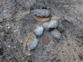 Bobcat Scat
