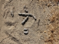 Bobcat Scat