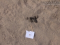 Bobcat Scat