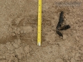 Bobcat Scat and Scrape