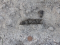 Bobcat Scat